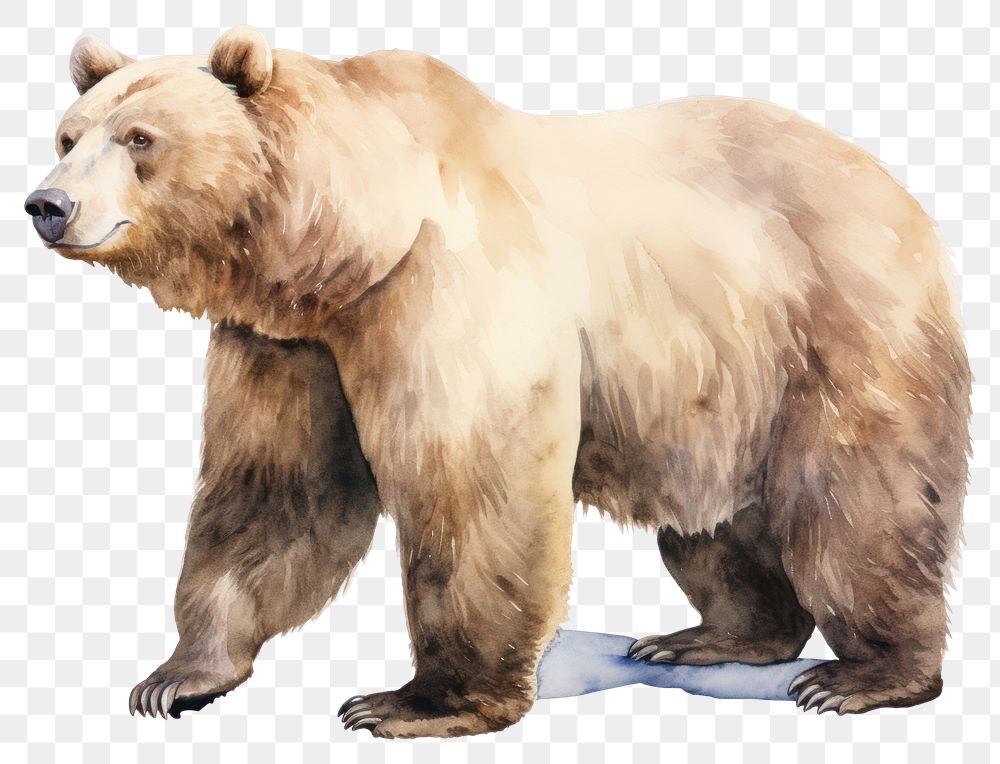 PNG Wildlife mammal animal bear. AI generated Image by rawpixel.