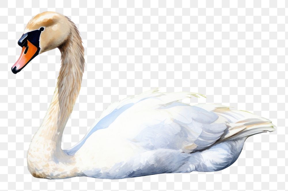 PNG  Animal goose bird swan. AI generated Image by rawpixel.