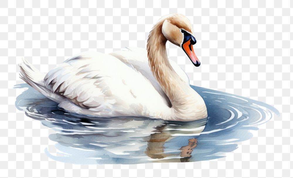 PNG  Animal bird swan reflection. AI generated Image by rawpixel.