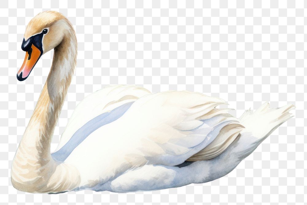 PNG Swan swimming animal water. AI generated Image by rawpixel.