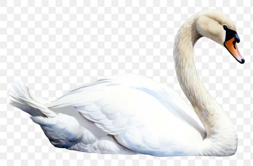 PNG  Animal bird swan waterfowl. AI generated Image by rawpixel.