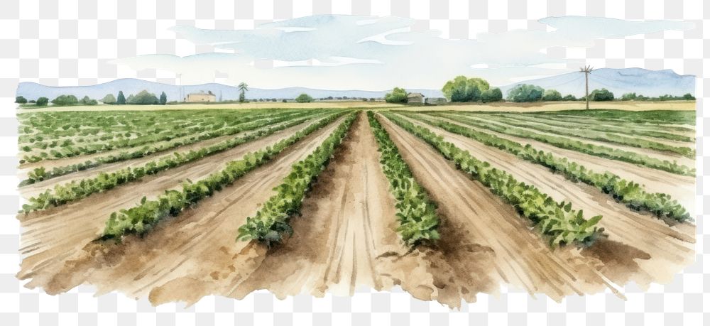 PNG Agriculture field outdoors nature. AI generated Image by rawpixel.