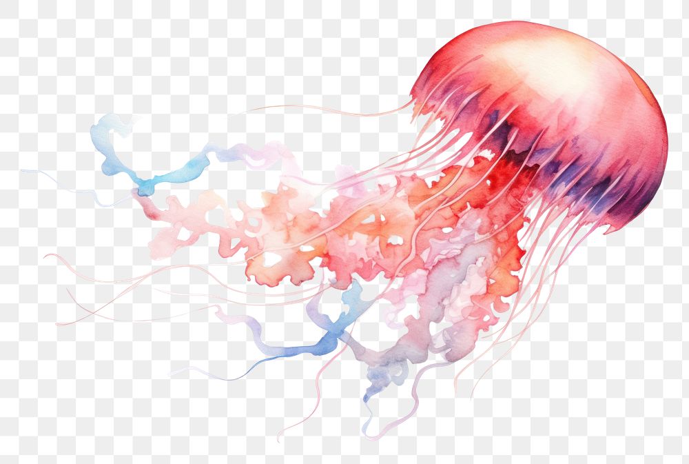 PNG  Jellyfish invertebrate cephalopod underwater. AI generated Image by rawpixel.