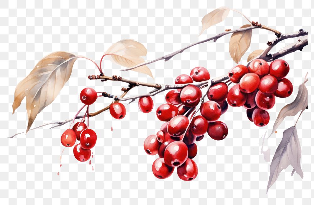 PNG Cherry plant fruit rowanberry. AI generated Image by rawpixel.