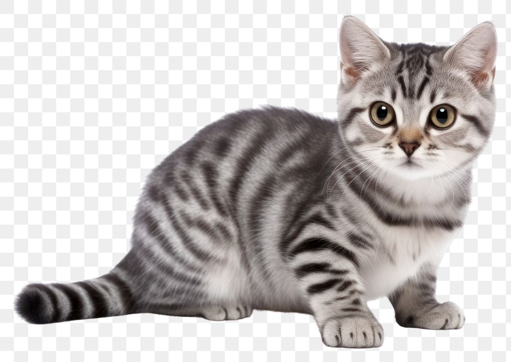 PNG Animal mammal kitten pet. AI generated Image by rawpixel.