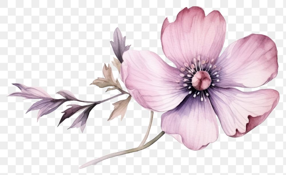 PNG Flower blossom drawing sketch. AI generated Image by rawpixel.