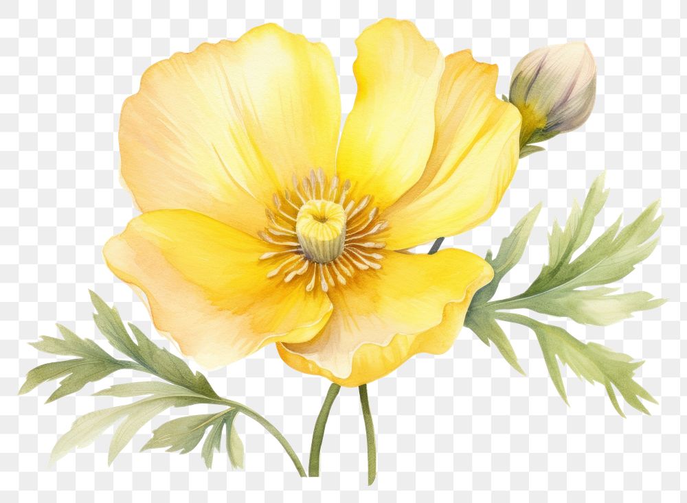 PNG Flower blossom yellow petal. AI generated Image by rawpixel.