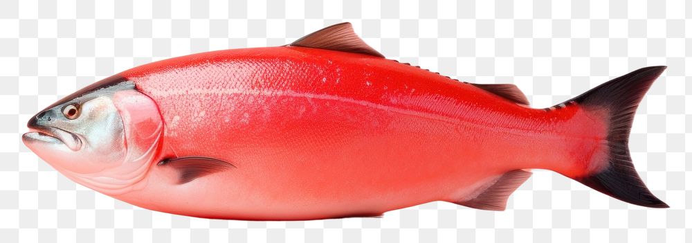 PNG Seafood animal fish tuna. AI generated Image by rawpixel.