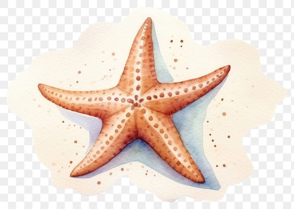 PNG Starfish invertebrate echinoderm cephalopod. 