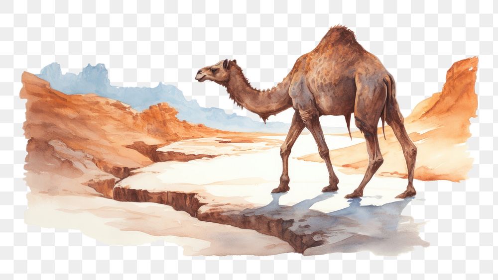 PNG Animal mammal camel wildlife. AI generated Image by rawpixel.