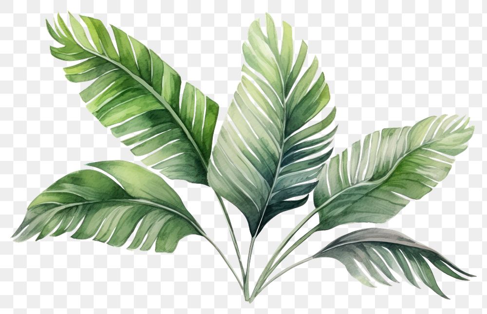 PNG Plant leaf art white background