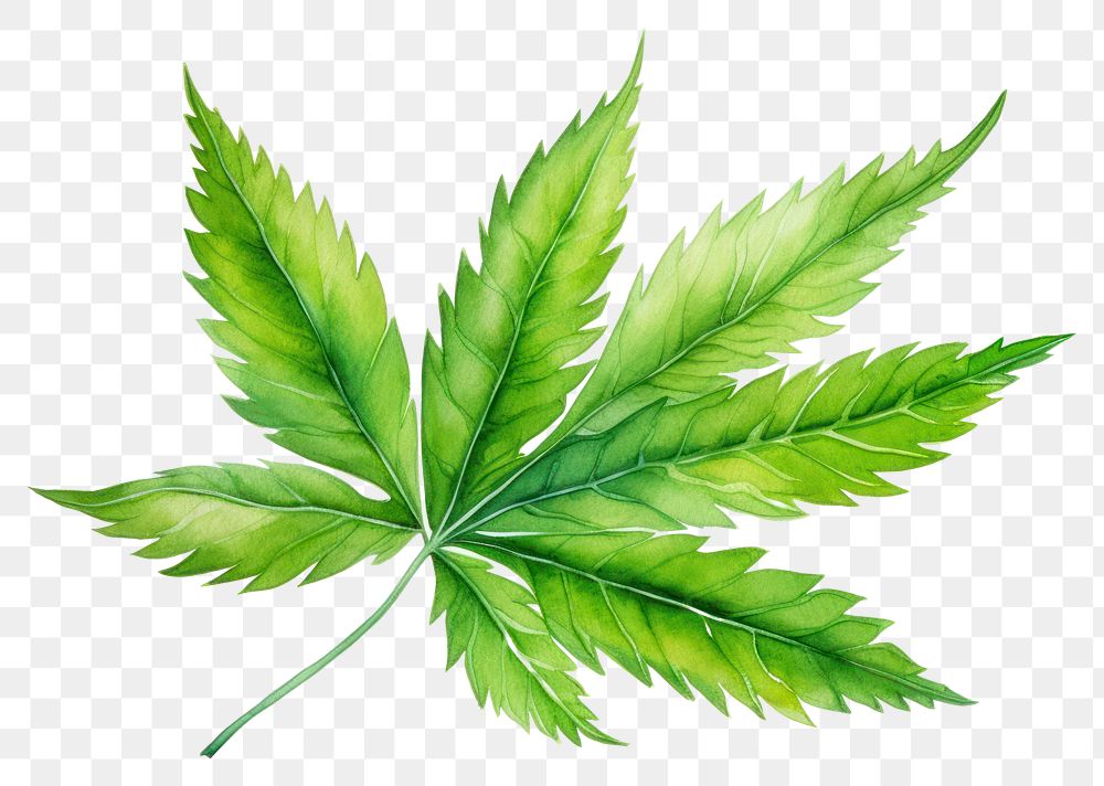PNG Leaf cannabis plant herbs. AI generated Image by rawpixel.