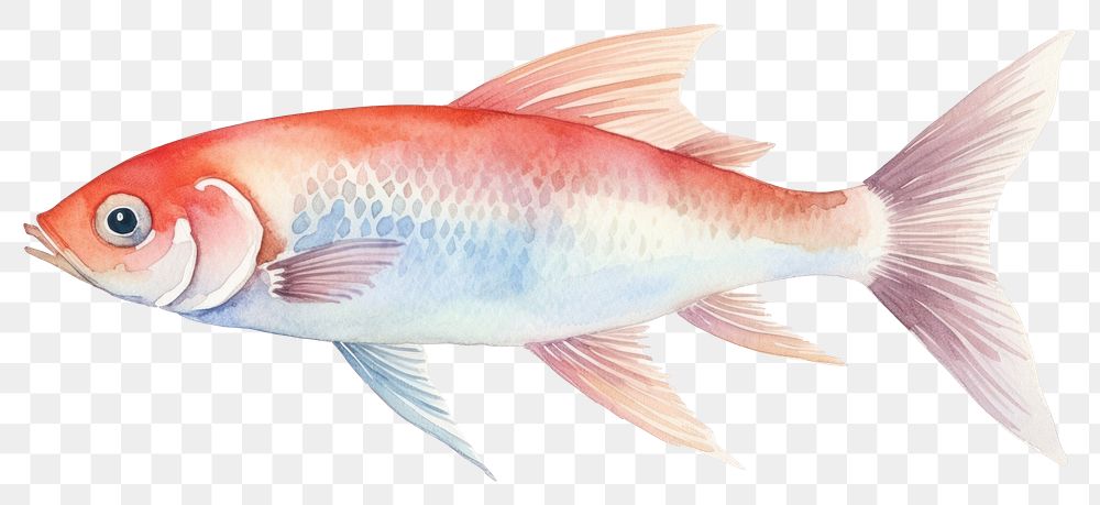 PNG Fish seafood animal white background. AI generated Image by rawpixel.