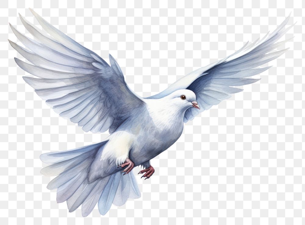 PNG  bird dove flying wildlife
