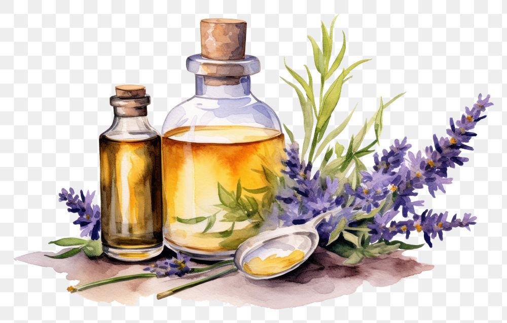 PNG Lavender plant herbs freshness. AI generated Image by rawpixel.