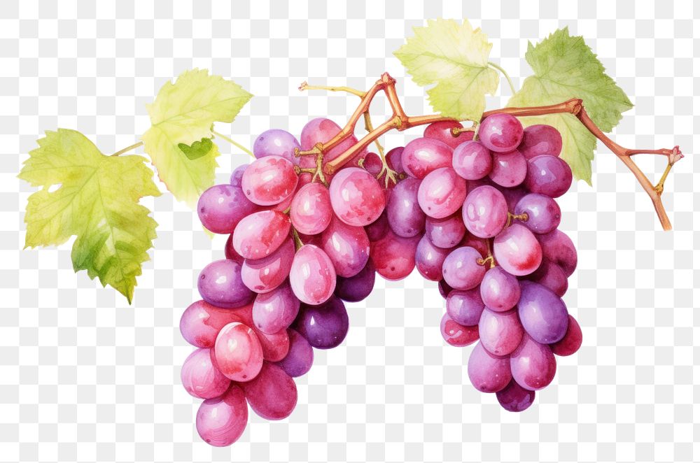 PNG Grapes fruit plant food. AI generated Image by rawpixel.