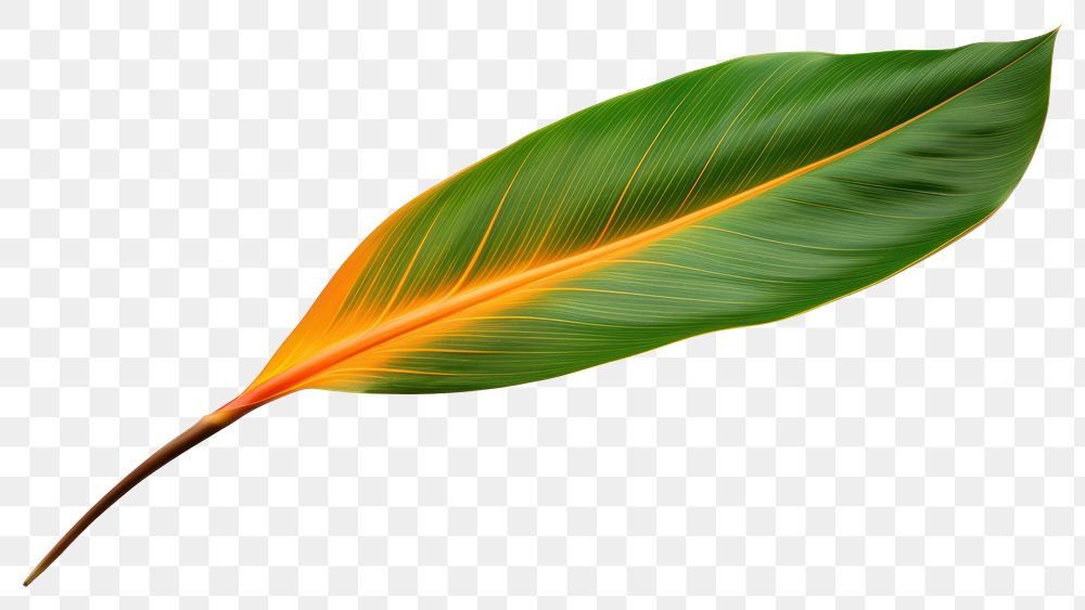 PNG Plant leaf lightweight freshness. AI generated Image by rawpixel.