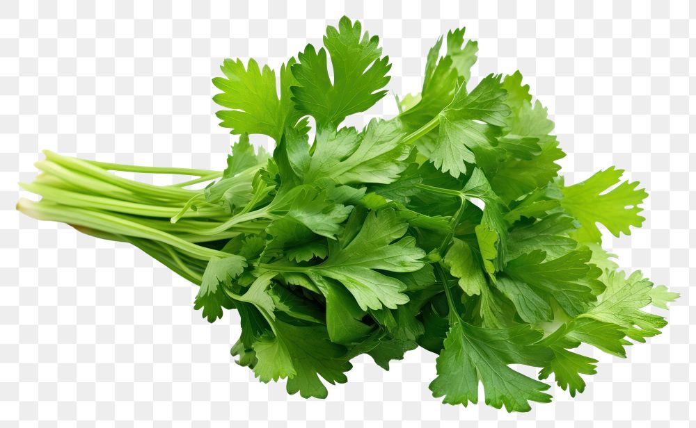 PNG Parsley plant herbs food. AI generated Image by rawpixel.
