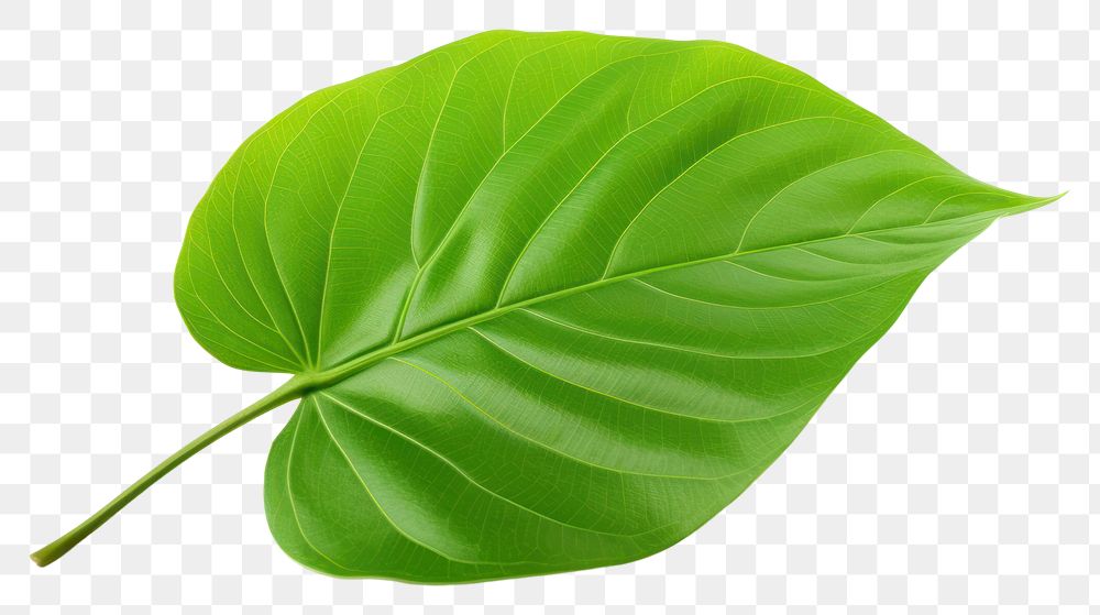 PNG Plant leaf xanthosoma freshness. 