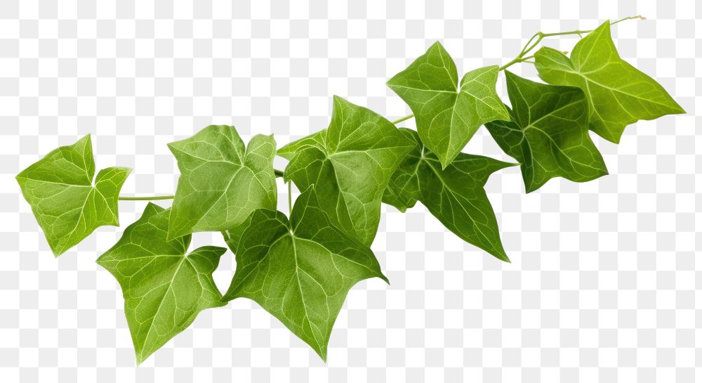 PNG Plant leaf ivy freshness. AI generated Image by rawpixel.