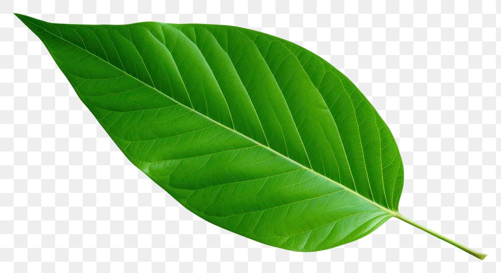 PNG Plant leaf freshness fragility. 