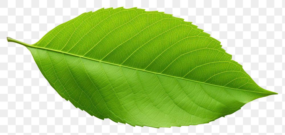 PNG Plant leaf freshness nature. 