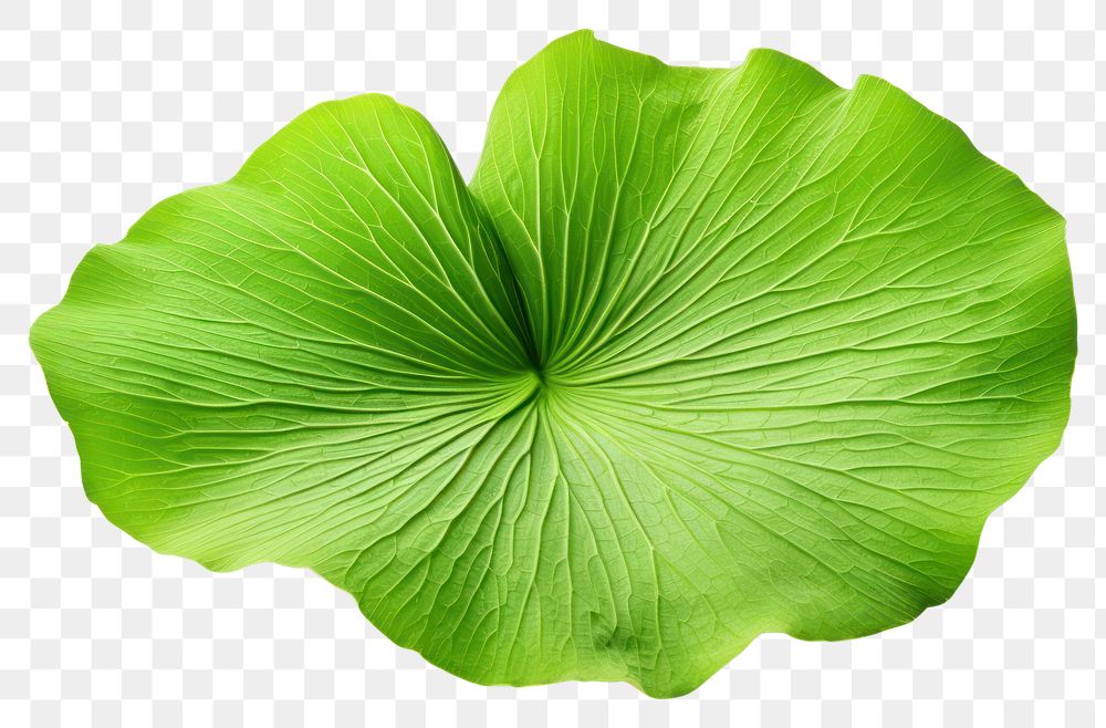 PNG Plant petal green leaf. AI generated Image by rawpixel.