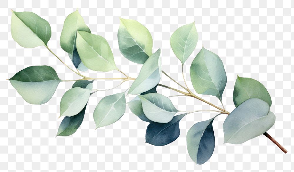 PNG Plant leaf tree gardenia