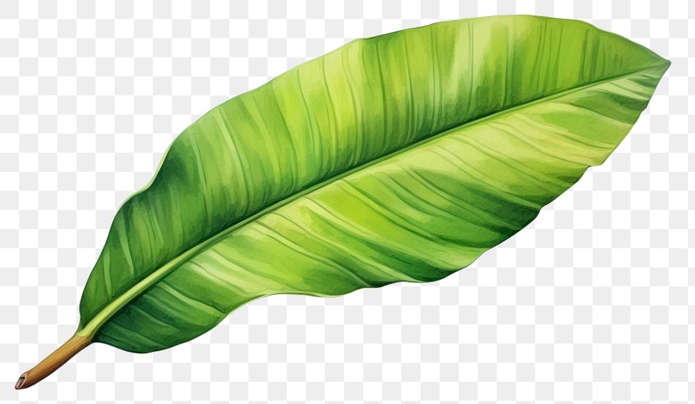 PNG Leaf plant banana leaf freshness.