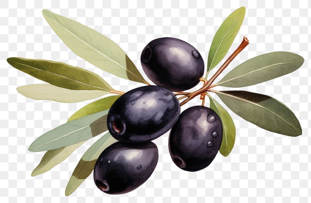 PNG Blueberry olive fruit plant. 