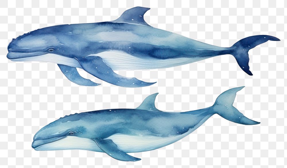 PNG Dolphin animal mammal whale. 