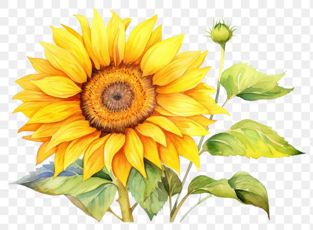 PNG Sunflower plant inflorescence creativity. | Premium PNG - rawpixel