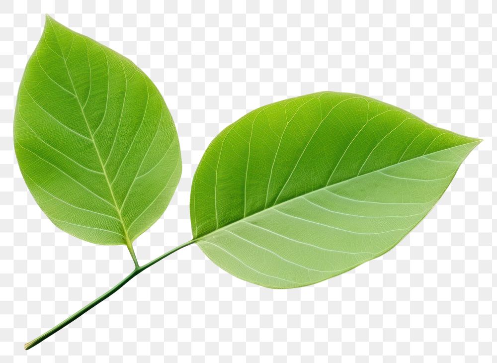 PNG Plant leaf freshness nature. 