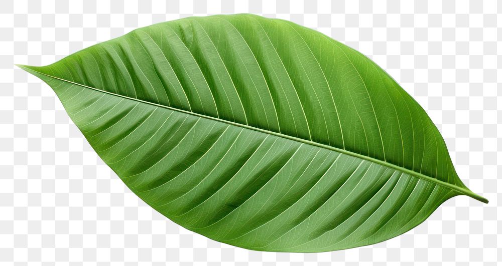 PNG Plant leaf annonaceae freshness. AI generated Image by rawpixel.