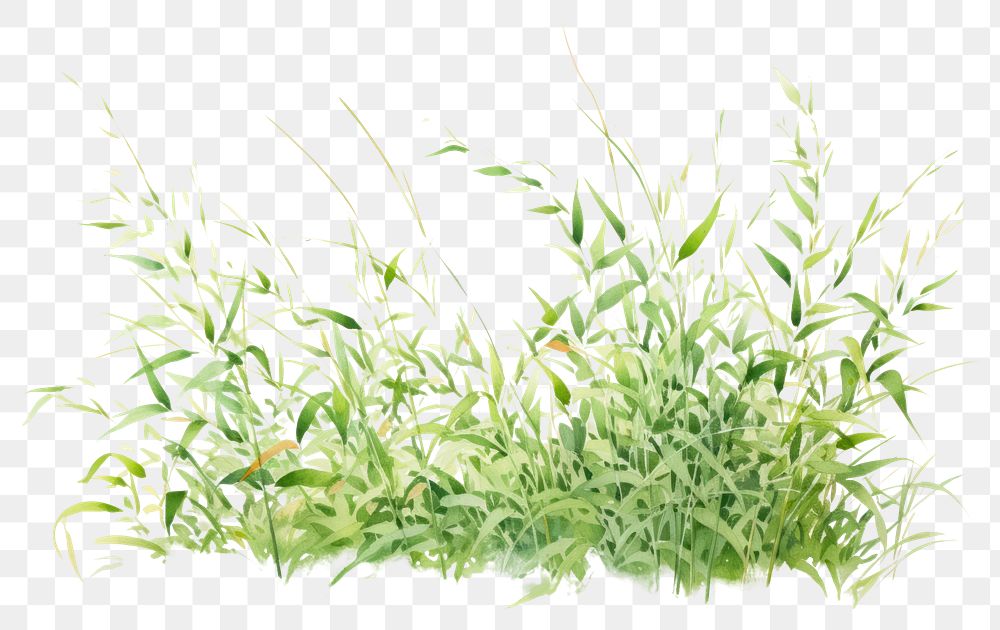 PNG Grass plant herbs leaf. AI generated Image by rawpixel.