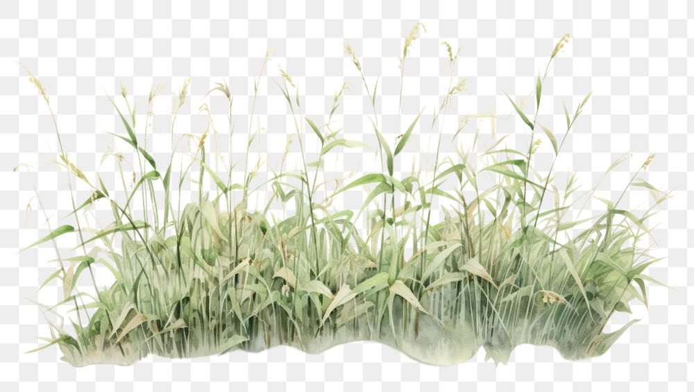PNG Grass plant tranquility vegetation. AI generated Image by rawpixel.