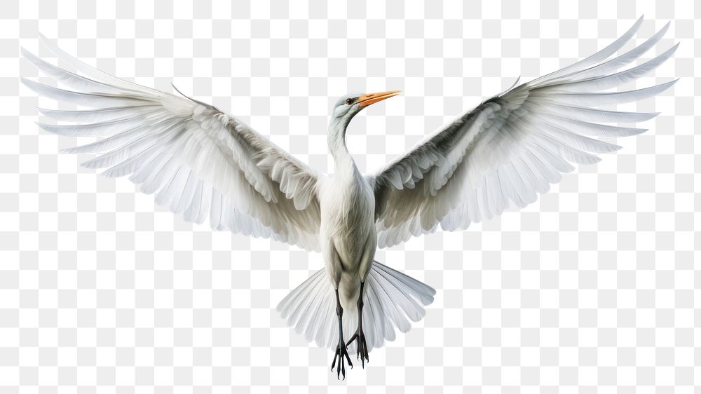 PNG Animal flying heron bird. AI generated Image by rawpixel.