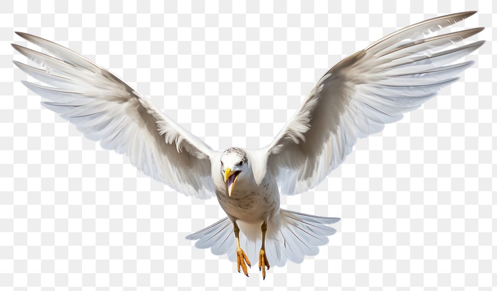 PNG Seagull animal flying bird. AI generated Image by rawpixel.