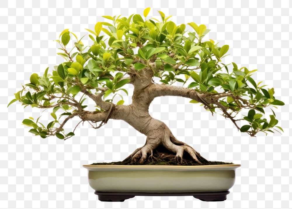 PNG Bonsai plant tree houseplant. AI generated Image by rawpixel.