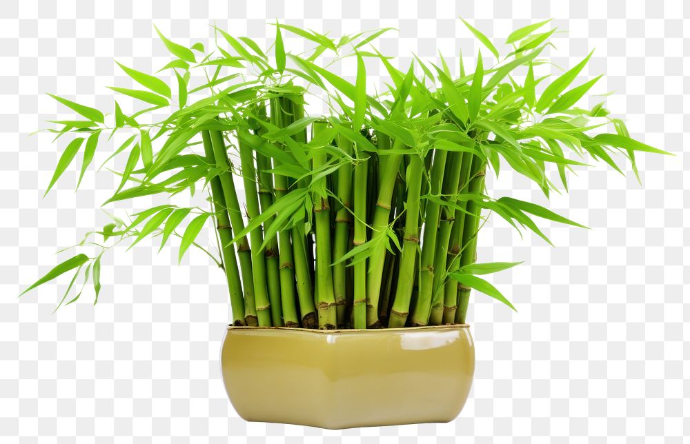 PNG Bamboo plant wheatgrass houseplant. AI generated Image by rawpixel.