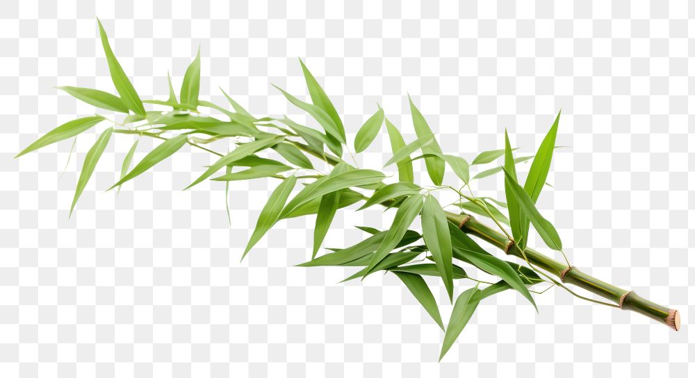 PNG Bamboo plant leaf freshness. AI generated Image by rawpixel.
