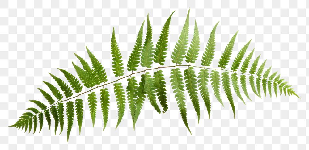 PNG Plant leaf fern freshness. AI generated Image by rawpixel.
