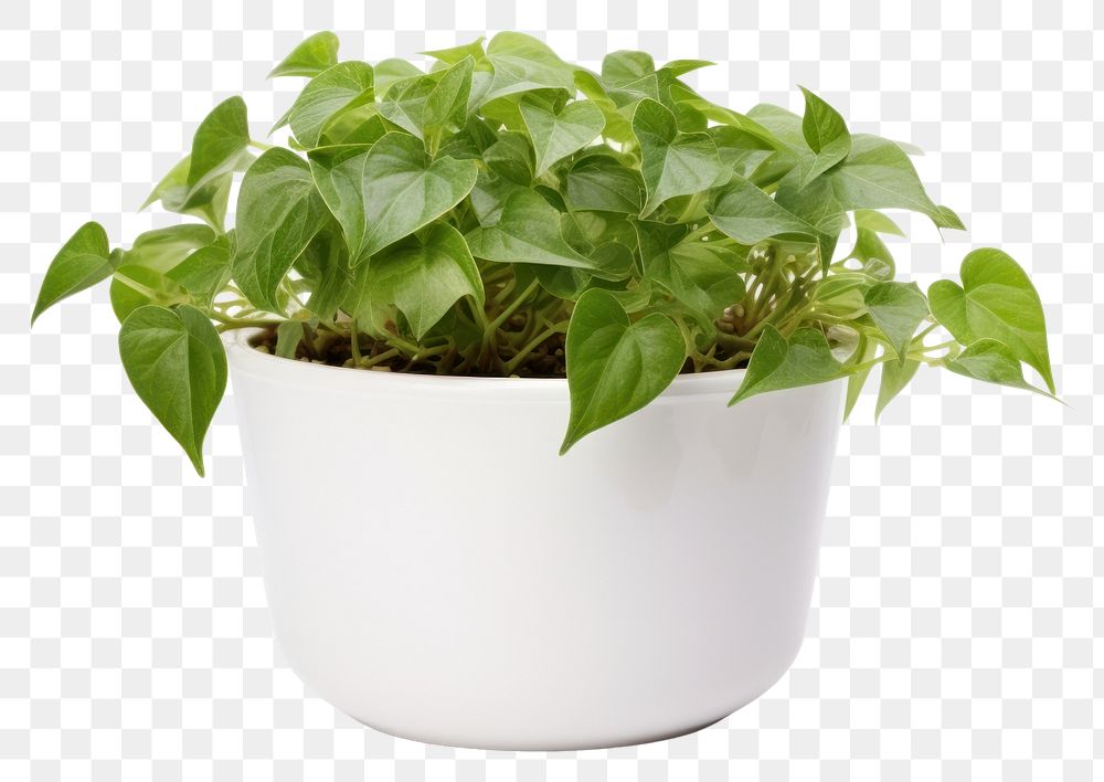 PNG Plant herbs leaf houseplant. AI generated Image by rawpixel.