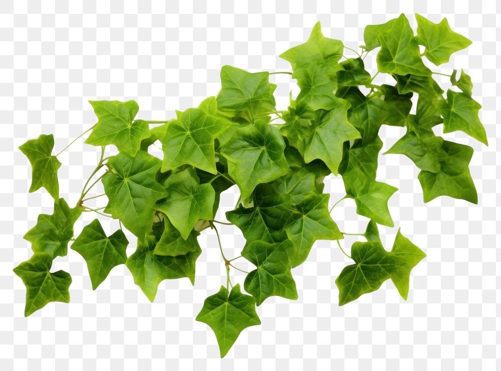 PNG Plant leaf ivy vegetable