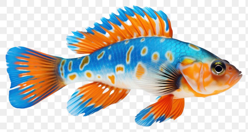 PNG Animal fish pomacentridae pomacanthidae. AI generated Image by rawpixel.