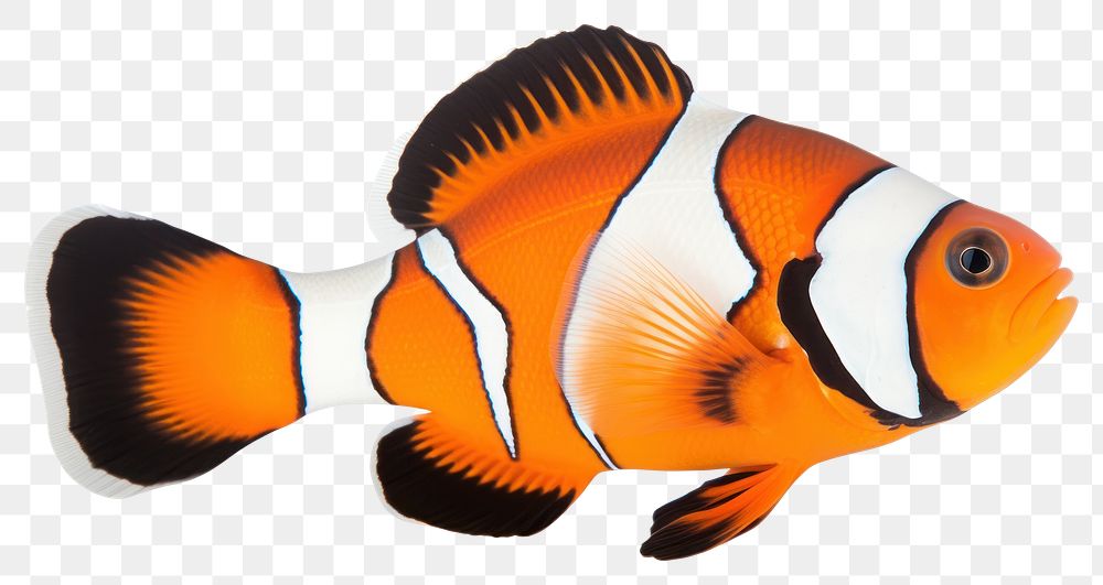 PNG Animal fish pomacentridae pomacanthidae. AI generated Image by rawpixel.