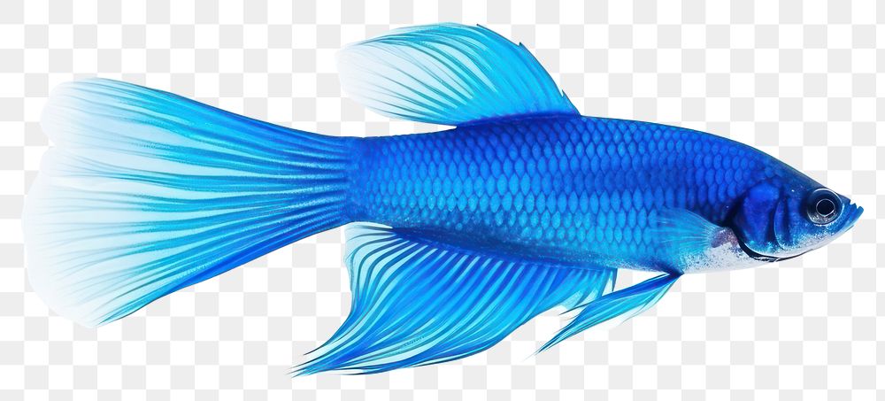 PNG Fish animal blue  