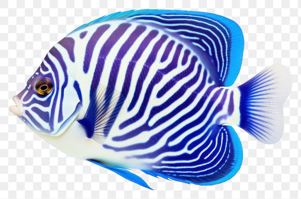PNG Animal fish pomacanthidae pomacentridae. AI generated Image by rawpixel.