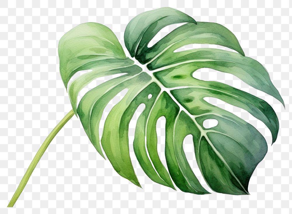 PNG Plant leaf xanthosoma freshness. 