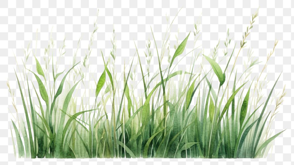 PNG Grass plant tranquility wheatgrass